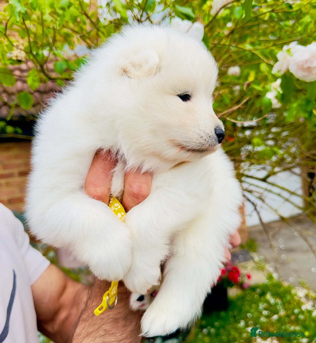 Samoyed dogs for sale: Stunning KC Registered Samoyed Puppies  - Image 7