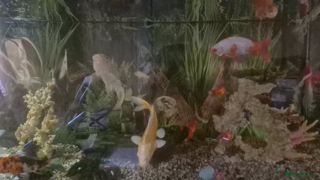 Koi Carp fish for sale: Koi carol and fency gold fish, ryukins oranda fish - Image 6