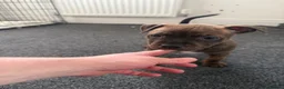 Staffordshire Bull Terrier dogs for sale: Staffordshire Bull Terrier Puppies - Advert 12