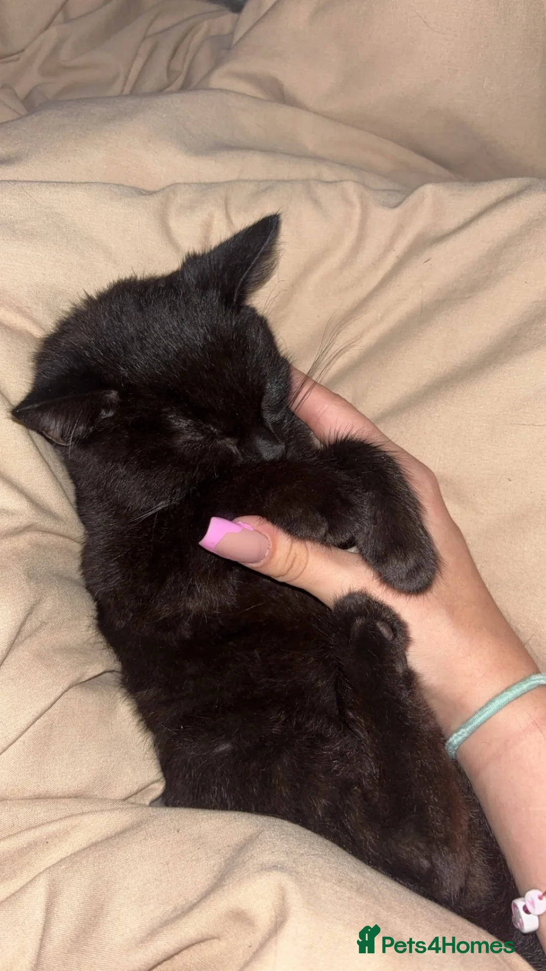 Mixed Breed cats for sale: £50 male kitten for sale  - Advert 2