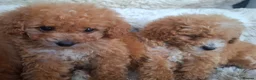 Cavapoo dogs for sale: Toy cavapoos heath checked 100 percent perfect - Advert 16
