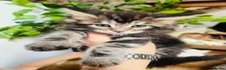 Maine Coon cats for sale: Stunning pedigree Maine coon kittens TICA  - Advert 7