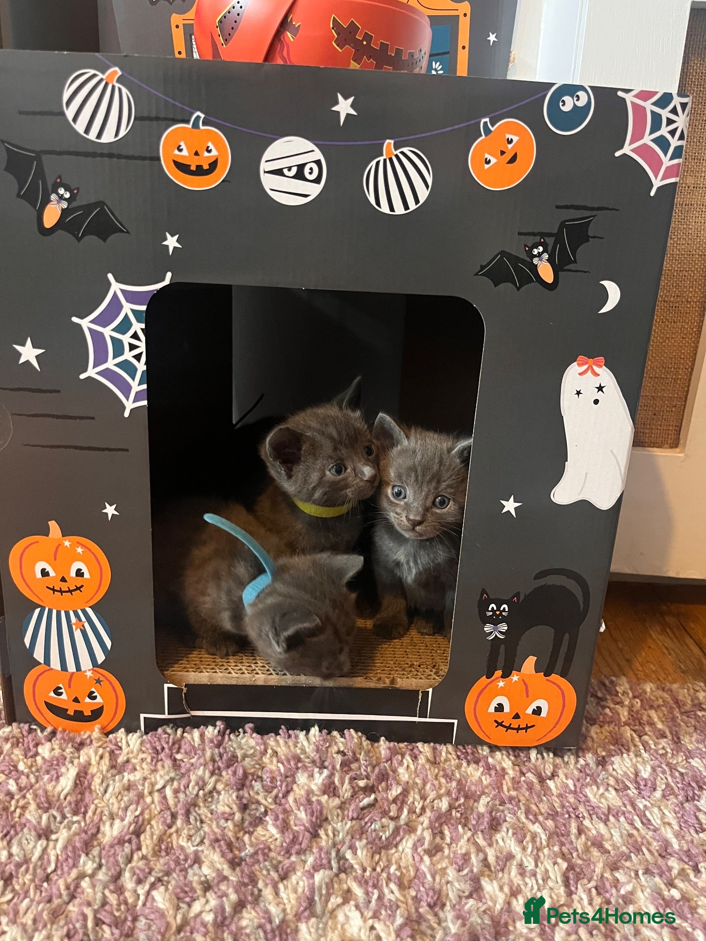 Russian Blue cats Russian blue cross kittens  - Advert 2