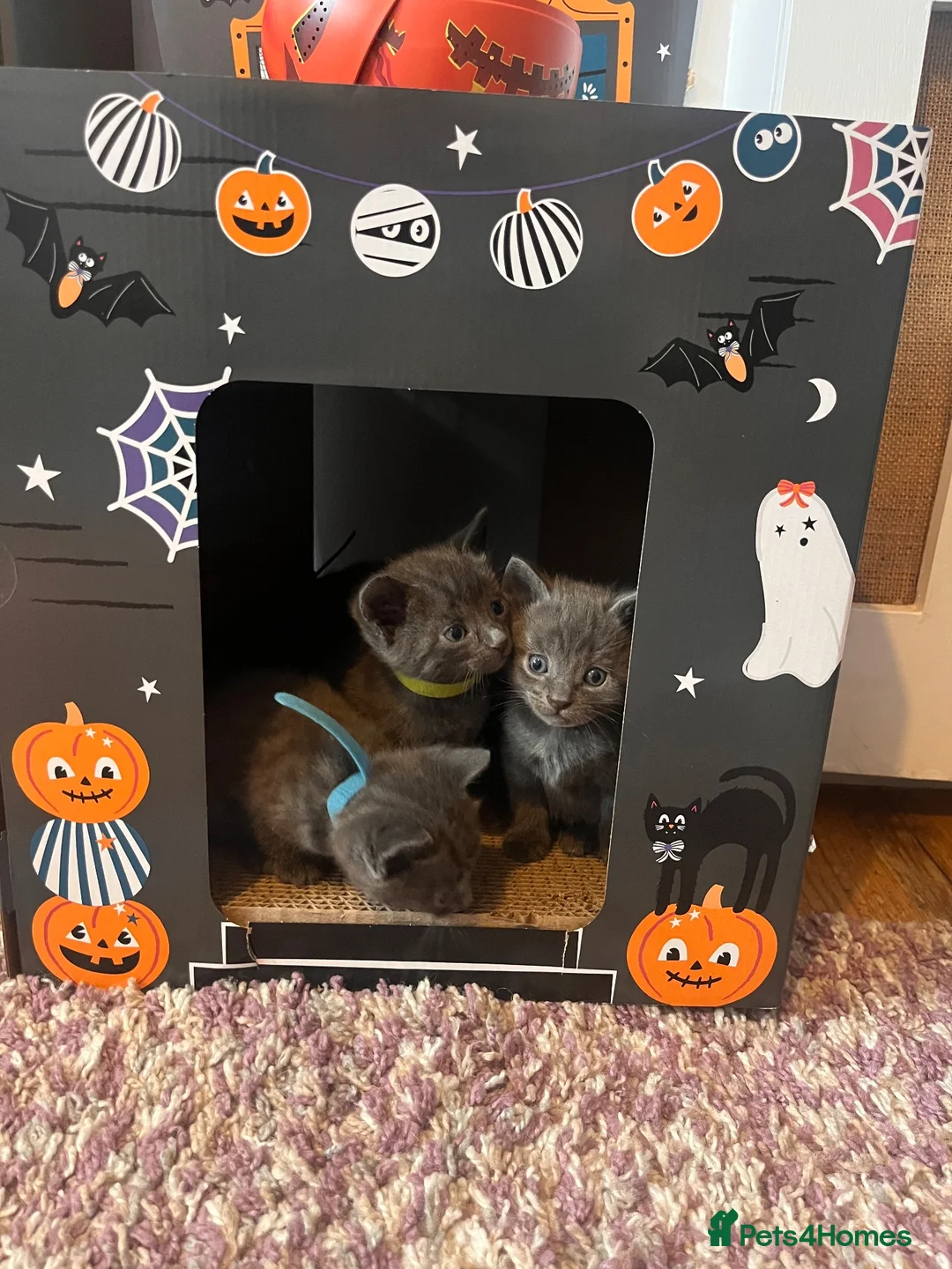 Russian Blue cats for sale: Russian blue cross kittens  - Advert 2