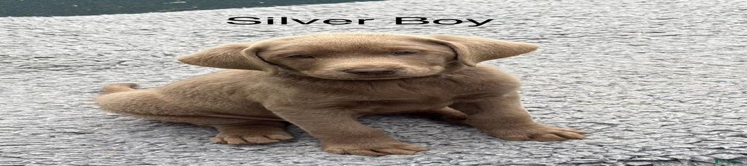 Labrador Retriever Puppy 3