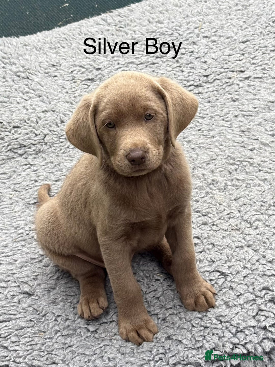 Labrador Retriever dogs for sale: KC Silver, Charcoal & Black Labs for sale - Image 5