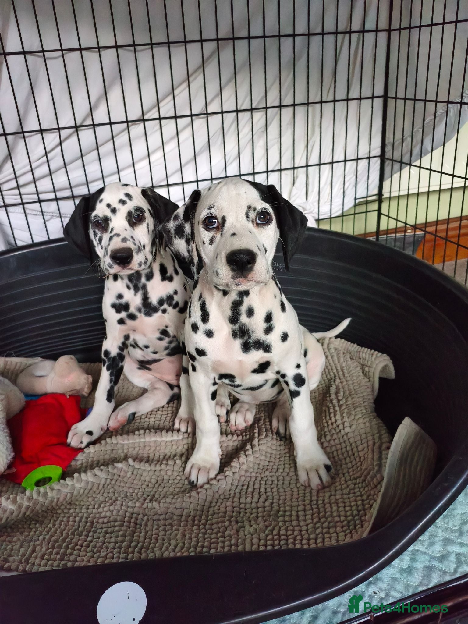 Dalmatian dogs 2 girls left  - Advert 6