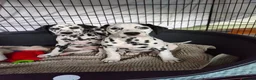 Dalmatian dogs for sale: Last girl x  - Advert 6