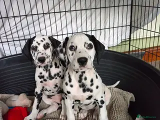 Dalmatian dogs 2 girls left - Advert 6