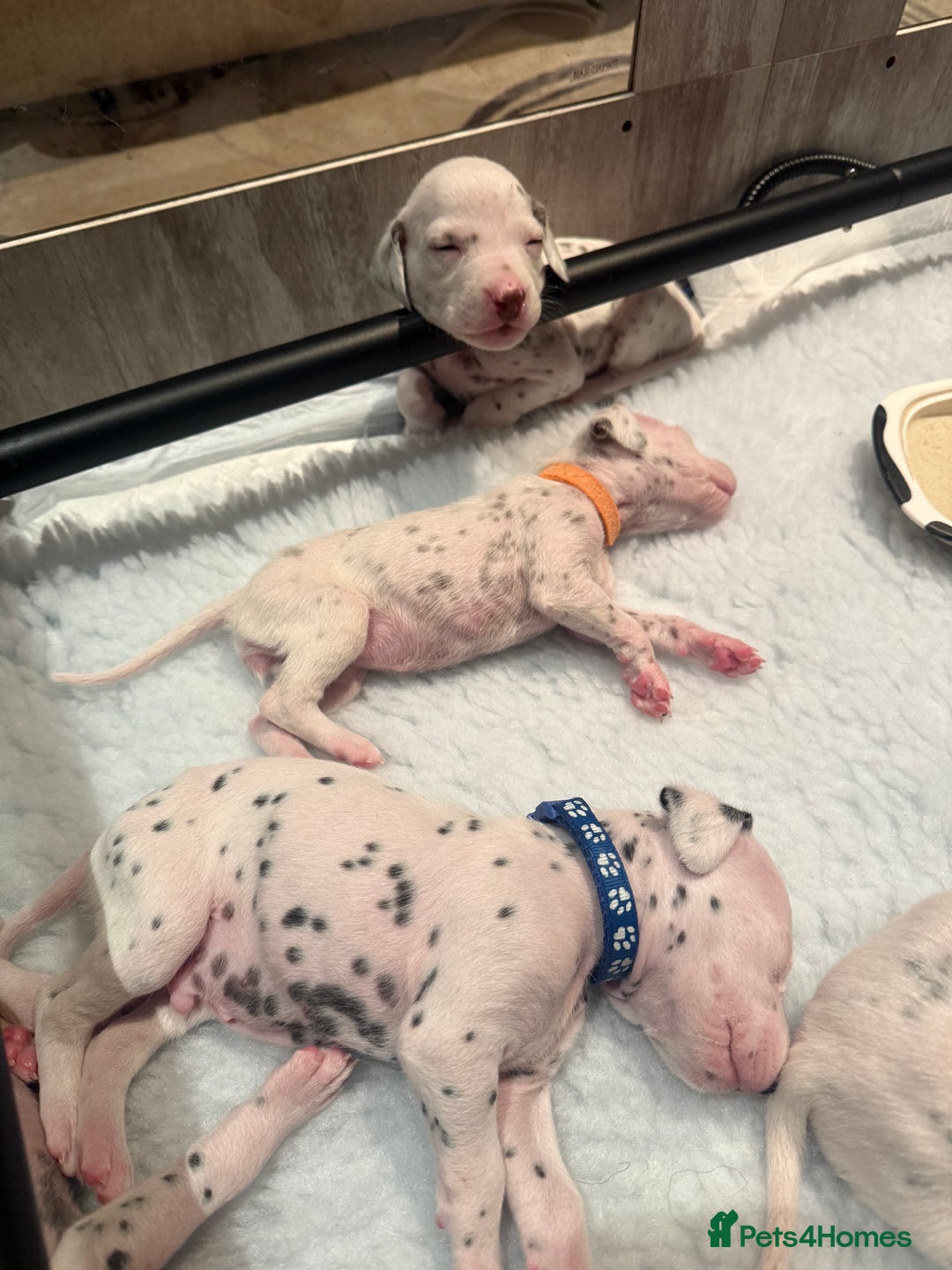 Dalmatian dogs for sale: Beautiful Litter of Dalmatian Puppies - Advert 5