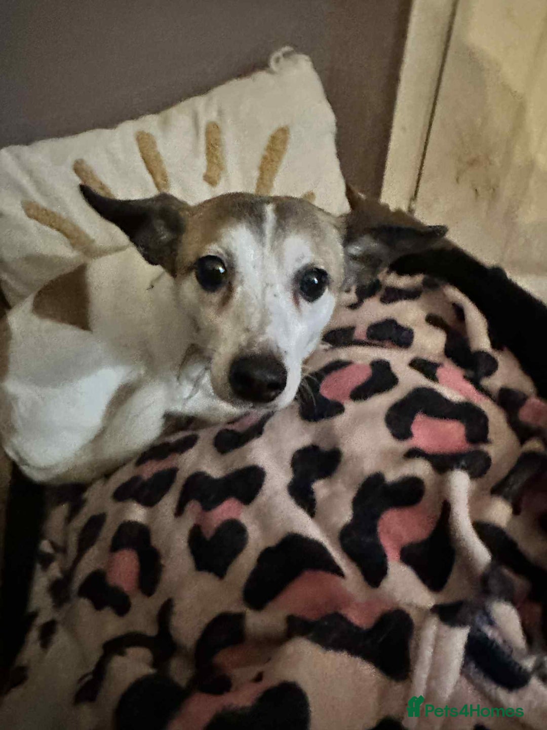 Mixed Breed dogs for adoption: Tia - Taverham Norfolk  - Advert 16