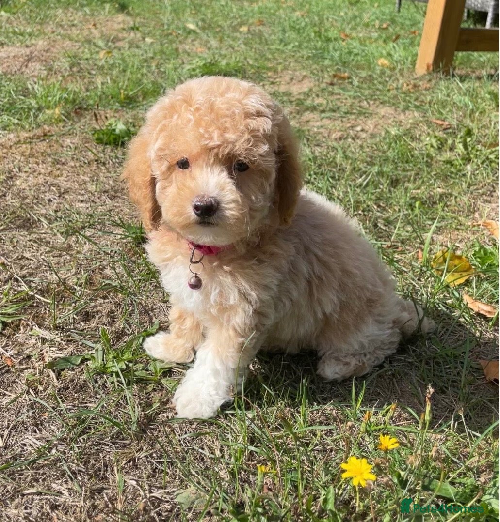 Maltipoo dogs 5* LICENSED LAST GIRL MALTIPOO PUPPY - Advert 13