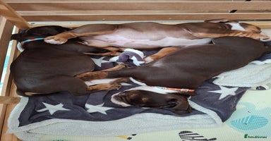 Mixed Breed dogs - Advert 6