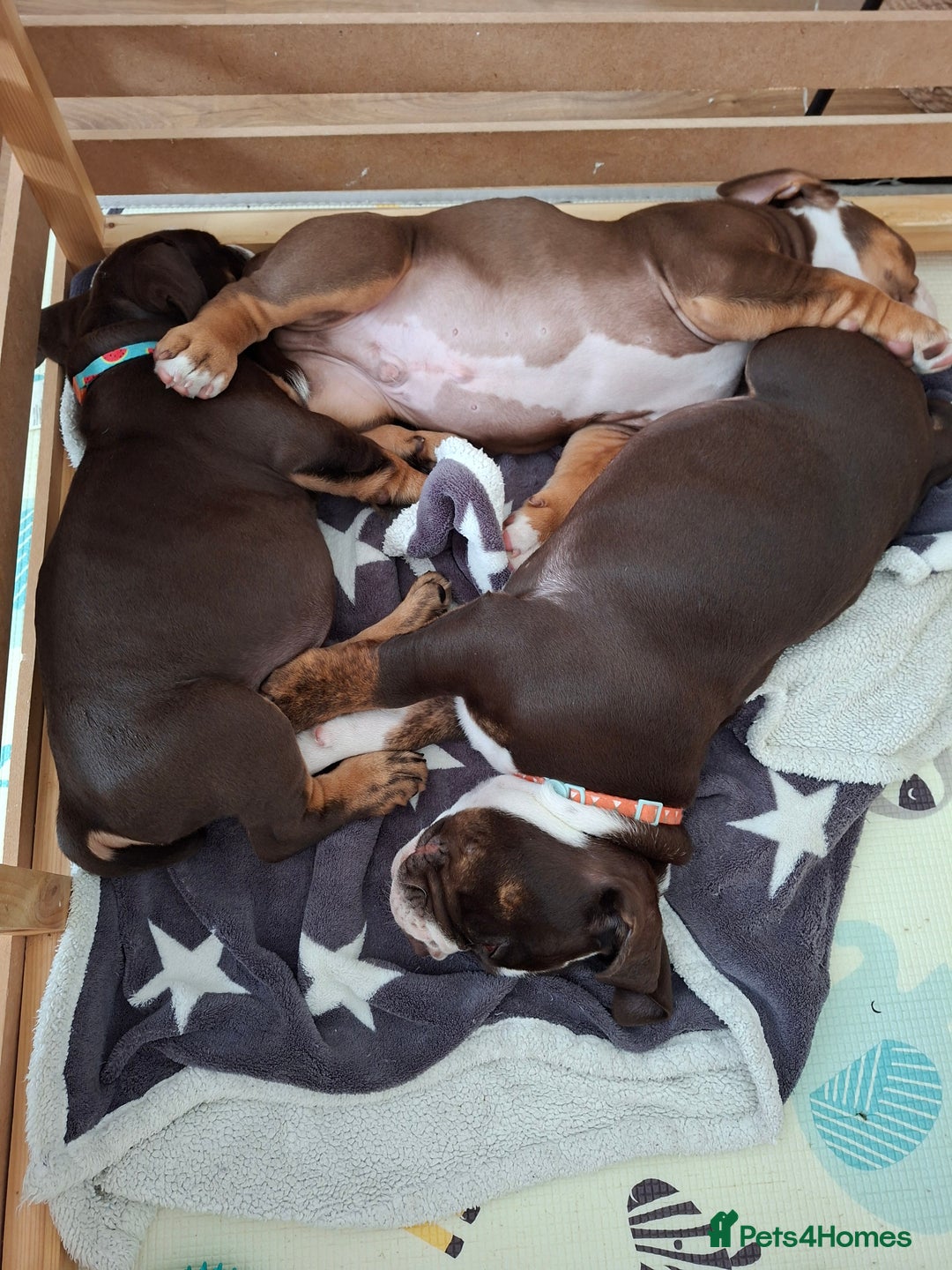 Mixed Breed dogs for sale: 3 Old English bulldog boys £1400  - Image 1
