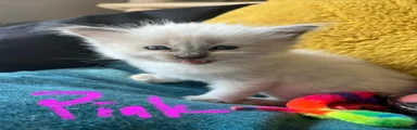 Pink - blue point boy