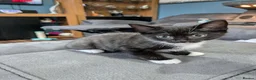 Mixed Breed cats for sale: 3 beautiful adorable kittens  in Bicester - Advert 7