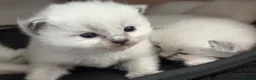 Ragdoll cats for sale: Ragdoll kittens  - Advert 5