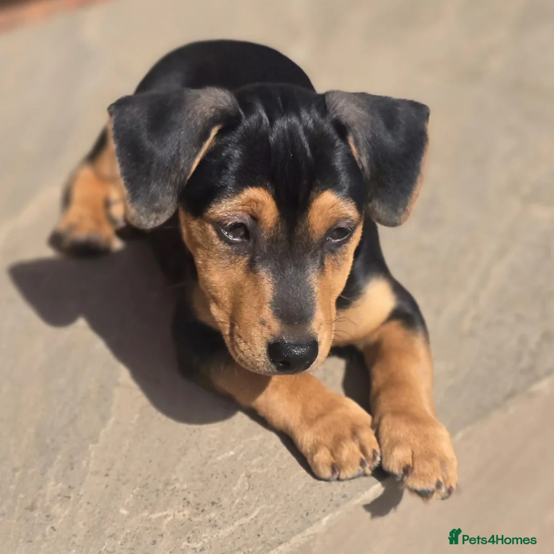 Jack Russell dogs for sale: Three beautiful healthy boys available 10/04/26. - Advert 2