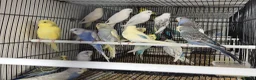 Parakeets birds for sale: Alsort cage n aviary birds  - Advert 15