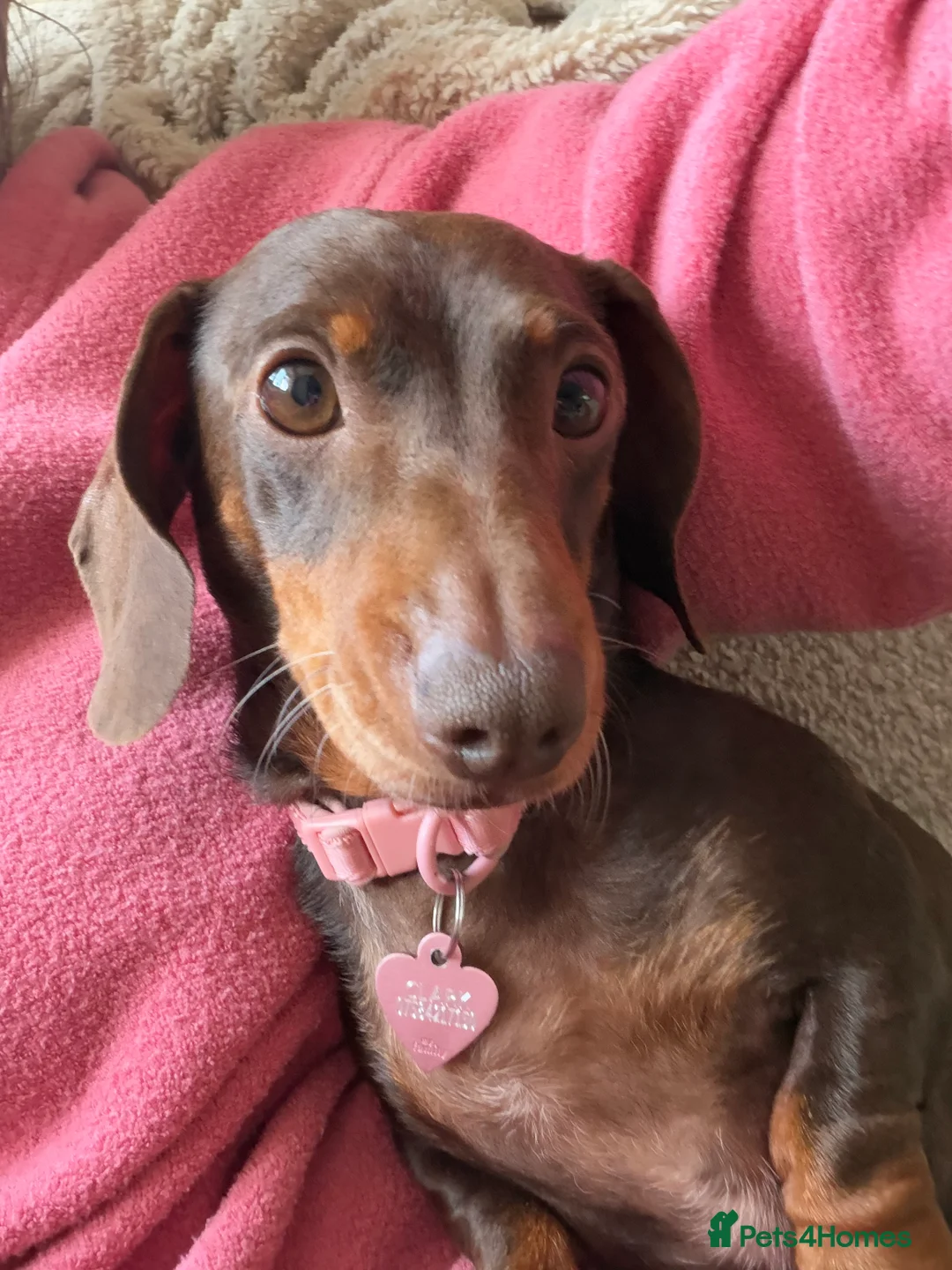 Miniature Dachshund dogs for sale: Lottie  - Advert 7