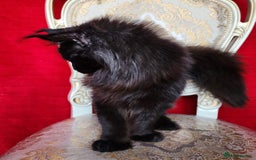 Maine Coon cats for sale: Active registered polydactyl girl  - Image 1