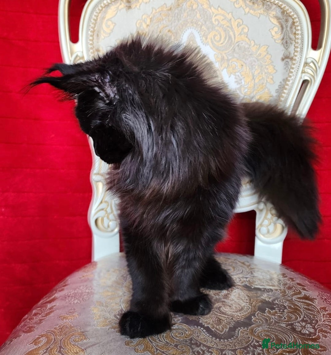 Maine Coon cats for sale: Active registered polydactyl girl  - Image 1