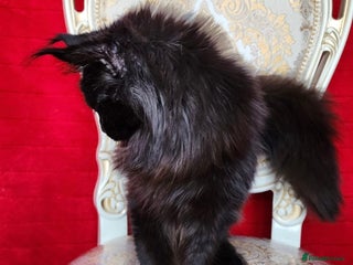 Maine Coon cats - Advert 1