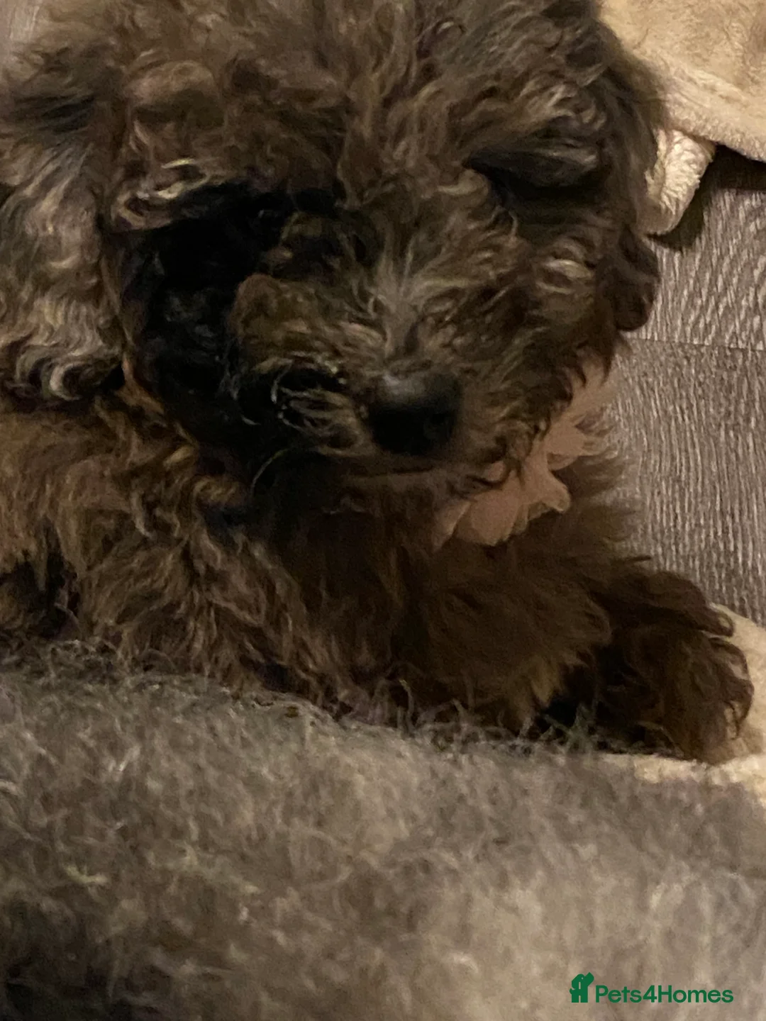 Poodle dogs for sale: Three lovely girls here for sale  - Advert 14