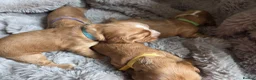 Cocker Spaniel dogs for sale: RKC SHOW COCKER SPANIEL PUPPIES EXTENSIVELY HEALTH - Advert 9