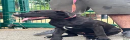 Cane Corso dogs for sale: 1 male 1 female cane  in Romford - Advert 11