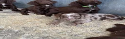 Cocker Spaniel dogs for sale: Cocker Spaniel Puppies  - Advert 10