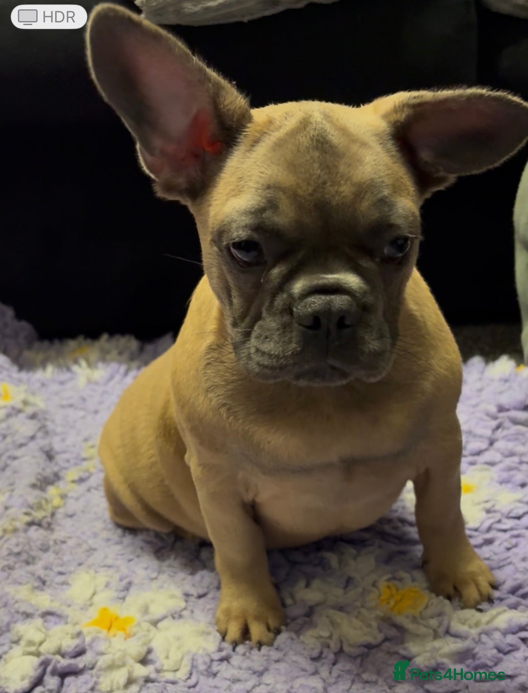 French Bulldog dogs for sale: 2 quality healthy fawn girls 6 months old - Advert 6