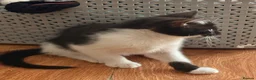 British Shorthair cats for sale: 4 black + white female kittens - Advert 32