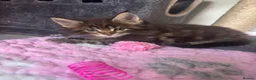 Maine Coon cats for sale: Stunning TICA Registered Mainecoons - Advert 10