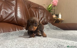 Miniature Dachshund dogs for sale: Chocolate dachshund babies  - Image 16