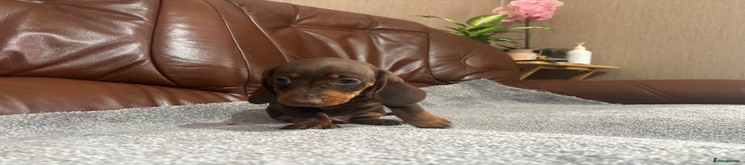 Miniature Dachshund Puppy 2