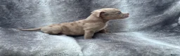 American Bully dogs for sale: Pocket bully puppies  - Advert 3