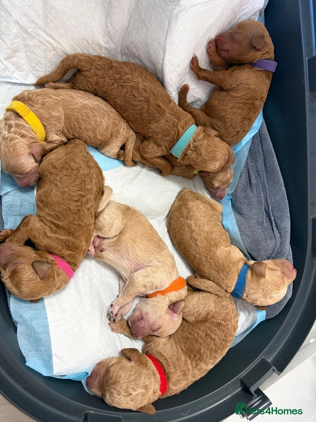 Labradoodle dogs for sale: Miniature Labradoodle Puppies for sale  in Southampton - Advert 1