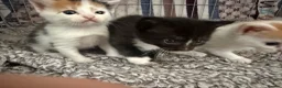 Mixed Breed cats for sale: 2 female kittens - Advert 4