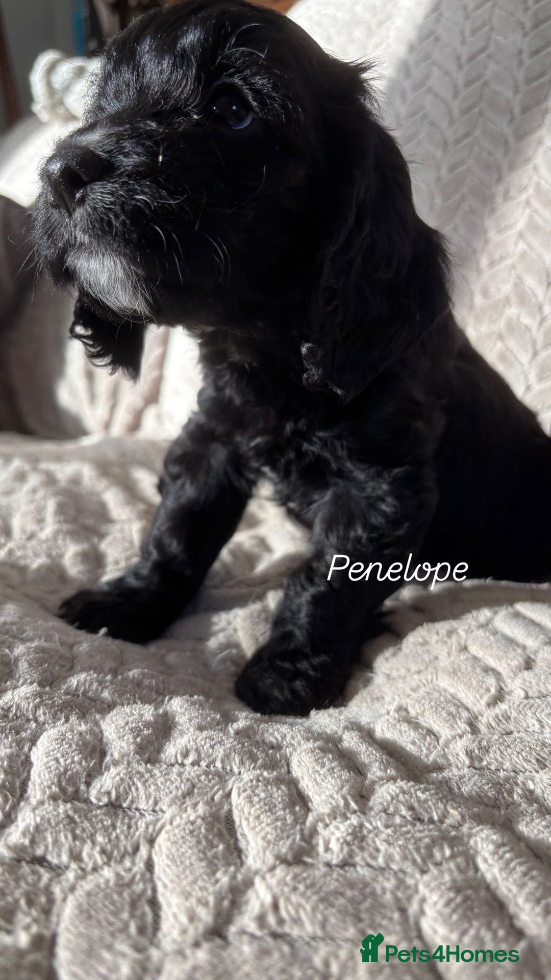 Cockapoo dogs for sale: Adorable Cockapoo puppies  - Advert 13