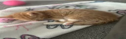 Mixed Breed cats for sale: Gorgeous, playful kittens for sale - Advert 9