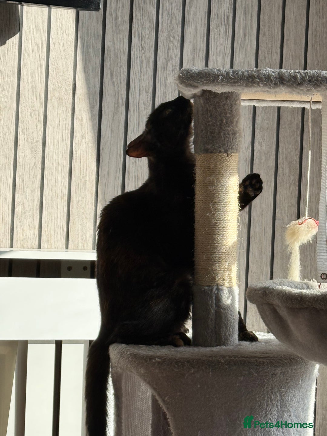Mixed Breed cats for sale: Female domestic cat for sale - Image 2
