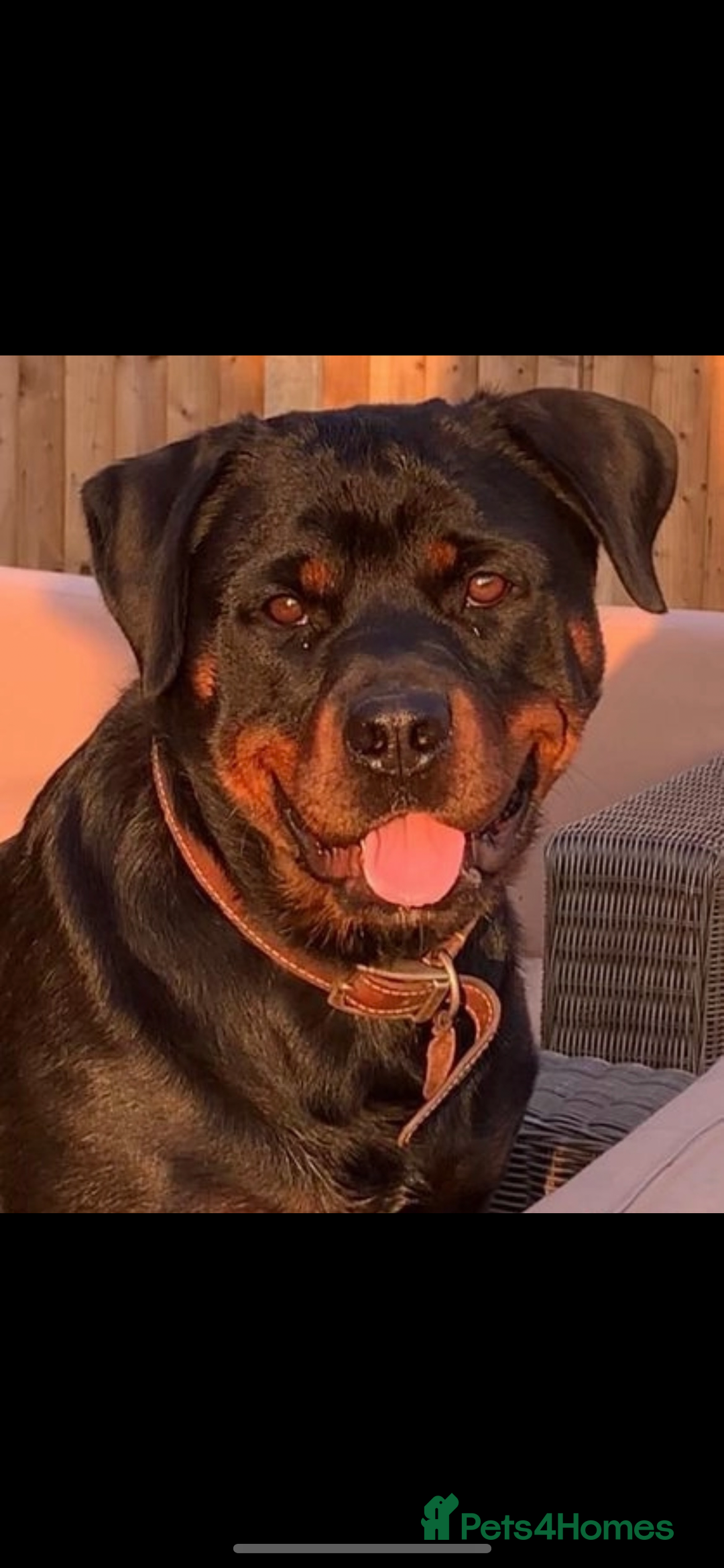 Rottweiler dogs for sale: 🤎🖤🦍 KC REGISTERED 5 ⭐️ BREEDER - Advert 29