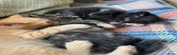 Mixed Breed cats for sale: Ready for New Adventures 🏠  - Advert 4