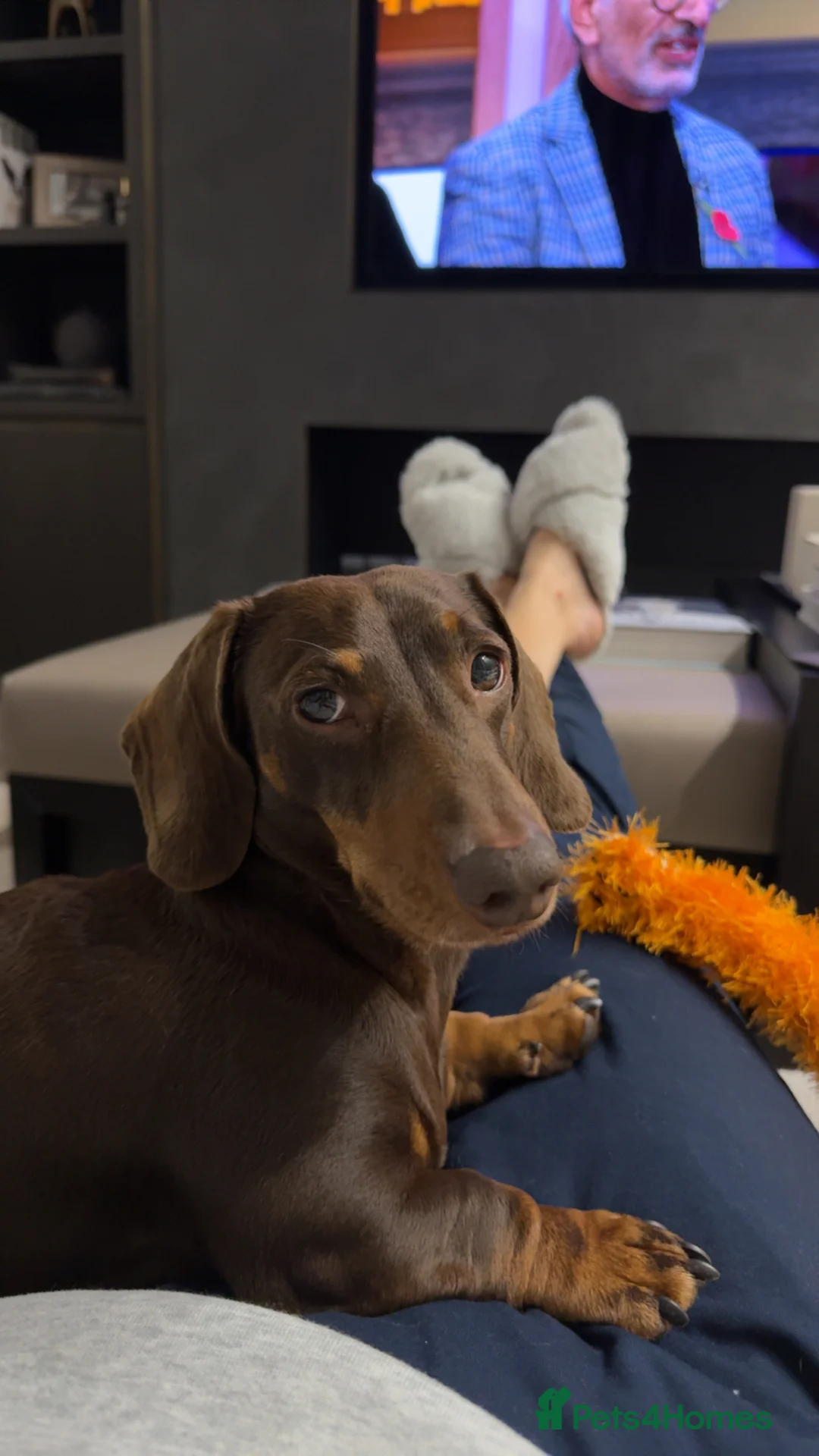 Miniature Dachshund dogs for stud: Our gorgeous boy's looking for his Girlfriend  in Sheffield - Advert 2