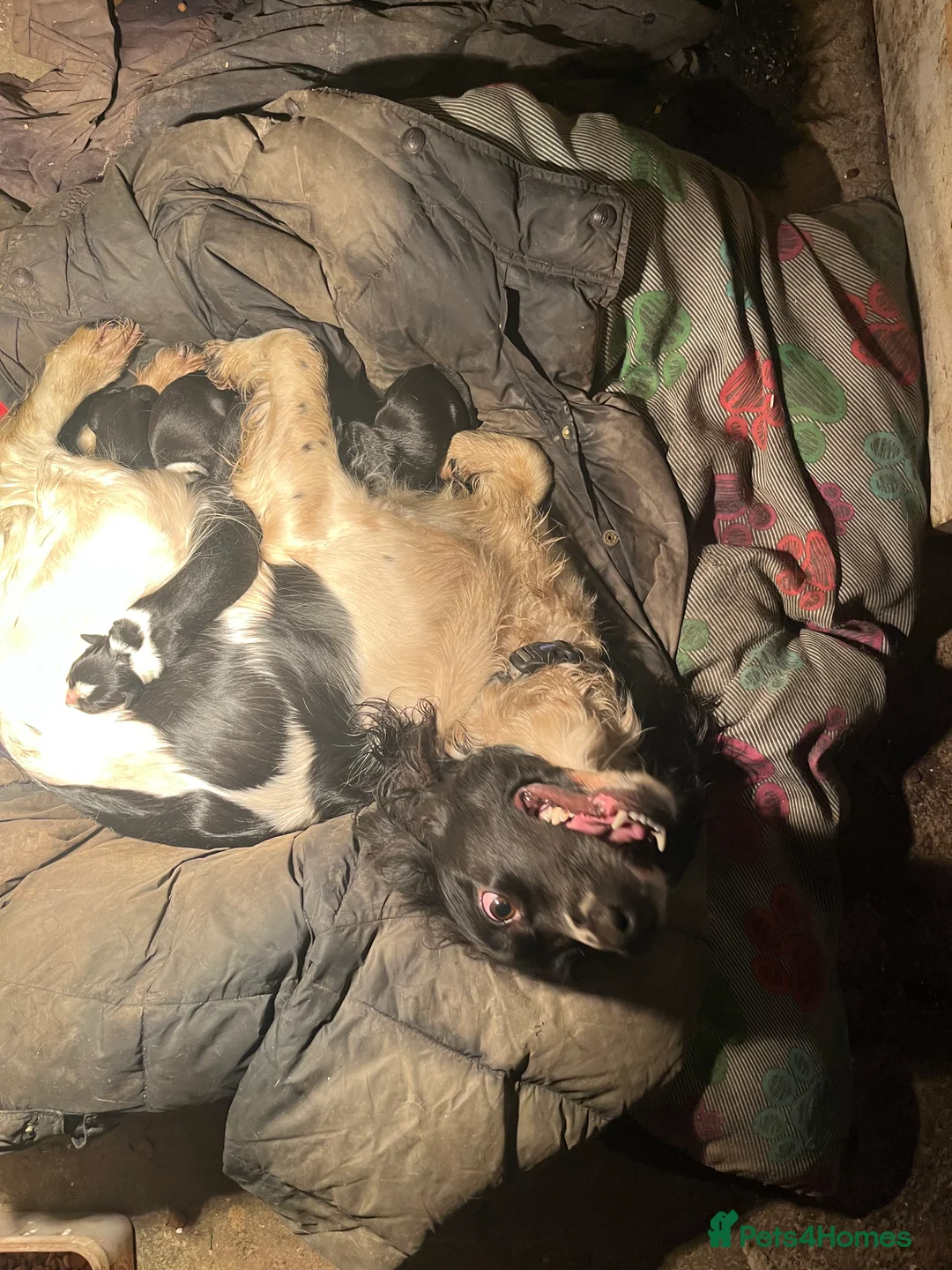 Sprollie dogs for sale: Sprollie puppies  - Advert 10