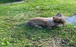 Mixed Breed rabbits for sale: Mix breed rabbit - Image 1