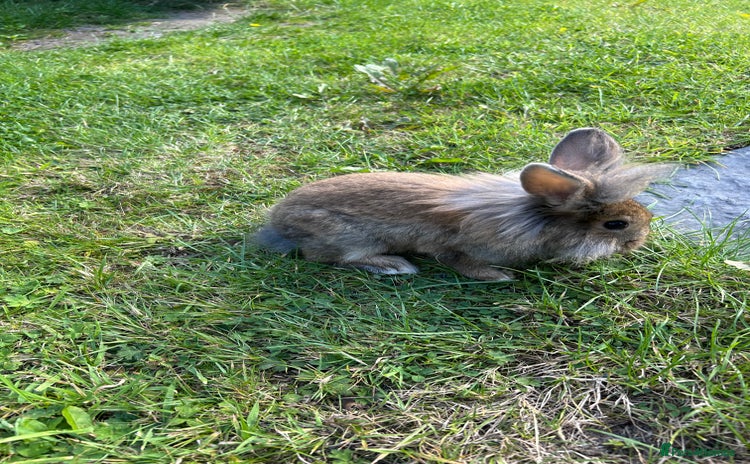 Mixed Breed rabbits - Advert 10