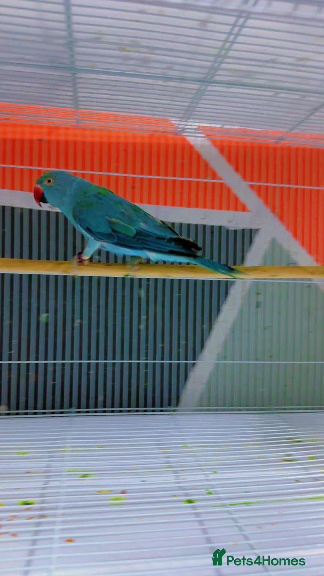 Ringnecks birds for sale: 2 Ringneck parrots - Image 1