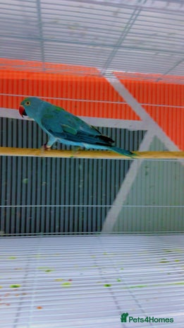 Ringnecks birds - Advert 13